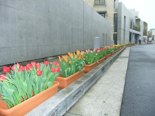 原宿チューリップフェスティバル 生花装飾