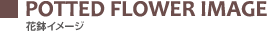 POTTED FLOWER IMAGE