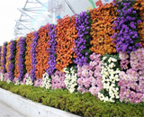 スポーツ祭 東京 2013 会場 お花 装飾 立体花壇 壁面飾花