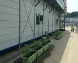 横須賀 研究 施設 緑のカーテン 設置 ゴーヤ