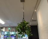 八重洲 つるバラ ＶＩＴＩＳ 吊り鉢