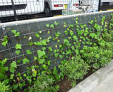 立川市 立体駐車場 壁面緑化 ヘデラ
