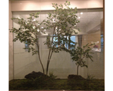 15 京都市 マンションギャラリー モデルルーム 造木 装飾 アプローチ 植栽 工事