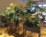 東京 青山 GLOCAL CAFE グローカルカフェ 観葉植物 レンタル 設置