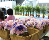 日本選手権 シンクロナイズドスイミング 競技 ステージ上 生花装飾 ビクトリーブーケ
