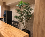 16 日本橋 オフィス 打ち合わせスペース 観葉植物 設置