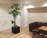 16 日本橋 オフィス 打ち合わせスペース 観葉植物 設置
