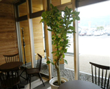 福島県 国見町 道の駅 あつかしの郷 観葉植物