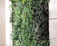 17 GINZA SIX リビングキャニオン 壁面緑化