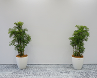 17 内幸町 ミューレックスアジア オフィス 観葉植物レンタル プリザーブドフラワー 定期 装飾