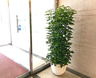 18 横浜市 ビル エントランス 観葉植物