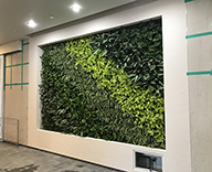 18 千葉市 新築マンション 観葉植物 壁面緑化 施工