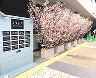 六本木 ラウンジカフェ 1967 5周年 記念パーティー 祝花 取りまとめ 桜装飾 生木の桜