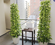 18 中央区新川 オフィス エントランス 観葉植物