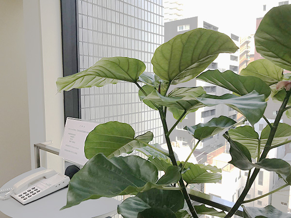 18 中央区新川 オフィス エントランス 観葉植物