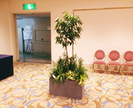18 横浜 イベント 観葉植物 スポットレンタル