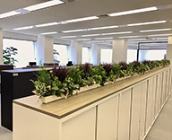 西新宿 富士テレコム オフィス 観葉定期 フェイクグリーン装飾