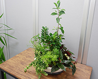 18 東京都中央区 八洲防災設備 オフィス 観葉植物レンタル