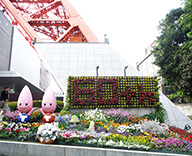 18 港区 東京タワー 壁面花壇 草花 植え替え