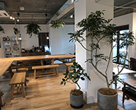 南青山 新オフィス カクシン 新規植栽提案 納品 設置