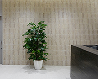 千代田区 法律事務所 オフィス 観葉植物ス レンタル