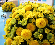 18 パンパシフィック水泳大会 東京辰巳国際水泳場 観葉植物 生花装飾 表彰用花束