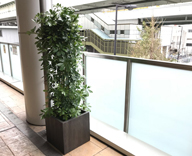 大阪市内 商業施設 観葉植物 一式 納品