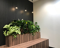20 銀座 オフィス 株式会社ファームボンド オフィス 観葉植物 レンタル