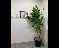 24 広島 オフィス 観葉植物 装飾 グリーンレンタル hitotoki 事例