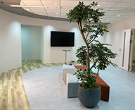 24 新橋 オフィス 観葉植物 観葉定期レンタル グリーン装飾 hitotoki 事例