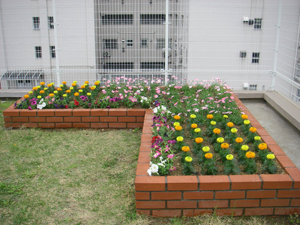 新宿病院屋上花壇 草花