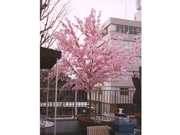 白金レストラン 桜装飾