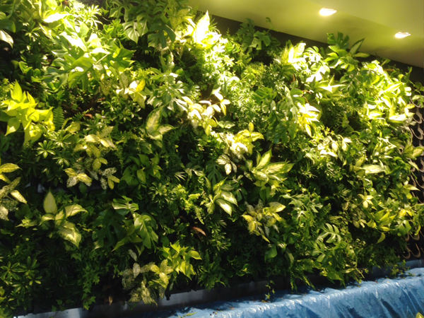 カフェ 室内壁面緑化