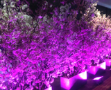 六本木 1967 BAGUS 記念 パーティー 祝花 取りまとめ 桜装飾