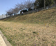 18 東京都 中央区 石川島 公園 クロッカス