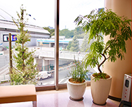 19 東京 後楽園 ドーム アミューズメント 施設 LaQua ラクーア 観葉植物 レンタル