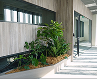 19 ミュージアムタワー 京橋 ミューレックスアジア オフィス レンタル 観葉植物 hitotoki