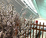 20 羽田 空港 国際線 ターミナル 5Ｆ にっぽんは楽しぞ 啓翁桜 活け込み 演出