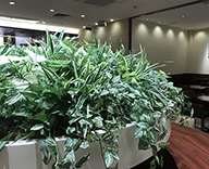 20 千葉県 コーヒーショップ フェイクグリーン 装飾 癒しの空間演出 SEASONS