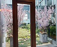 20 カレッタ汐留 46F 桜 装飾 ライトアップ 夜桜 SEASONS