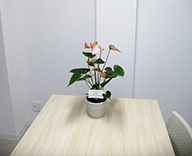 20 茨木市 老人ホーム ハーモニー 観葉 植物 レンタル 造花 装飾