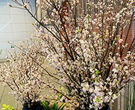 21 八重洲 オフィスビル 山形県 啓翁桜 ケイオウザクラ 装飾