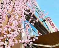 22 銀座 4丁目 木村家 屋外 室内 桜装飾 SEASONS