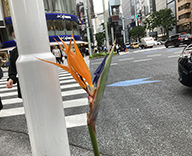22 銀座 中央通り 花壇 メンテナンス Futa-toki