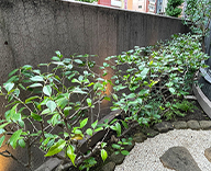 22 飲食店 庭園 植栽管理 庭 ふたとき Futa-toki