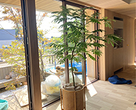 22 鳥取 米子 住宅 展示場 観葉 植物 設置 インテリア 観葉 植物 樹種 樹形 鉢 要望 SEASONS