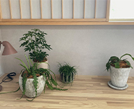 22 鳥取 米子 住宅 展示場 観葉 植物 設置 インテリア 観葉 植物 樹種 樹形 鉢 要望 SEASONS