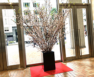 23 京橋 オフィスビル 桜 装飾 hitotoki 事例