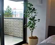 23 長野上田市 住宅展示場 観葉植物 装飾 インテリア SEASONS 事例