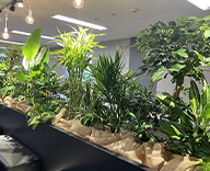 23 広島市 休憩室 オフィス装飾 観葉植物 グリーン hitotoki 事例